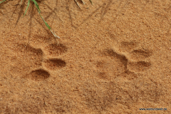 Tsavo-Ost-Nationalpark  in Bildern - Safari in Kenia