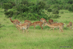 Tsavo-Ost-Nationalpark  in Bildern - Safari in Kenia
