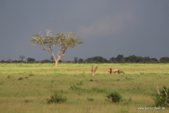 Tsavo-Ost-Nationalpark  in Bildern - Safari in Kenia