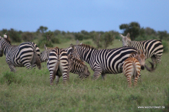 Tsavo-Ost-Nationalpark  in Bildern - Safari in Kenia