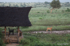 Tsavo-Ost-Nationalpark  in Bildern - Safari in Kenia