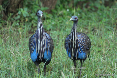 Tsavo-Ost-Nationalpark  in Bildern - Safari in Kenia