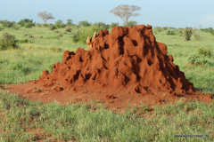 Tsavo-Ost-Nationalpark  in Bildern - Safari in Kenia