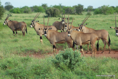 Tsavo-Ost-Nationalpark  in Bildern - Safari in Kenia