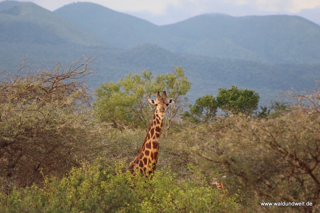 Tsavo-West-Nationalpark  in Bildern - Safari in Kenia