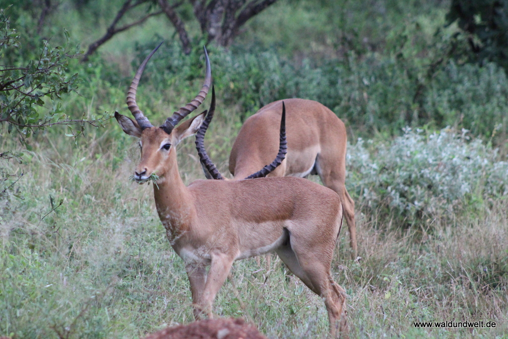 Tsavo-West-Nationalpark  in Bildern - Safari in Kenia