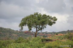Tsavo-West-Nationalpark  in Bildern - Safari in Kenia