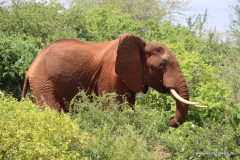 Tsavo-West-Nationalpark  in Bildern - Safari in Kenia