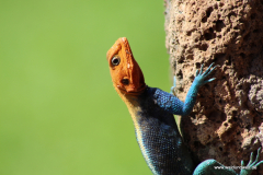 Tsavo-West-Nationalpark  in Bildern - Safari in Kenia