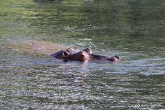 Tsavo-West-Nationalpark  in Bildern - Safari in Kenia