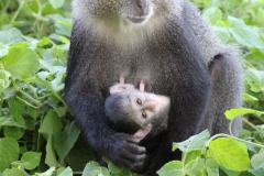 Tsavo-West-Nationalpark  in Bildern - Safari in Kenia