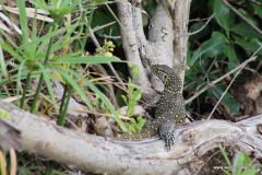 Tsavo-West-Nationalpark  in Bildern - Safari in Kenia