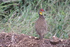 Tsavo-West-Nationalpark  in Bildern - Safari in Kenia