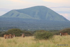 Tsavo-West-Nationalpark  in Bildern - Safari in Kenia