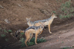 Tsavo-West-Nationalpark  in Bildern - Safari in Kenia