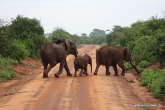 Tsavo-West-Nationalpark  in Bildern - Safari in Kenia