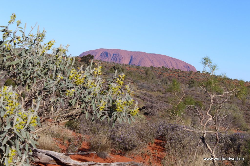 Unterwegs am Uluru
