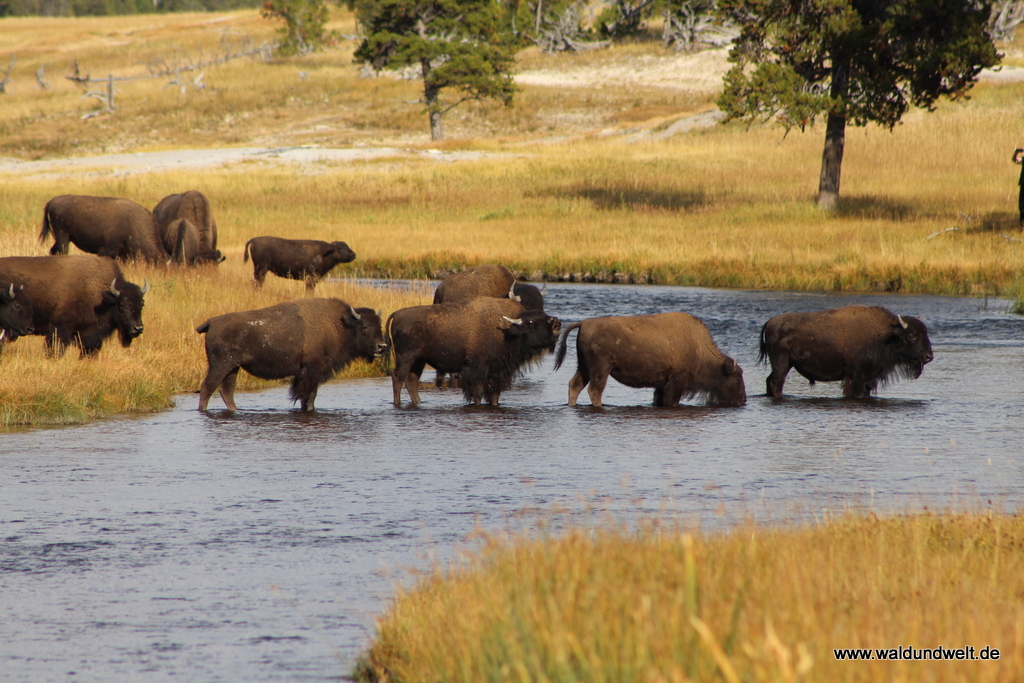 Bisons im Yellowstone Nationalpark.
